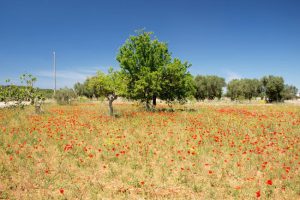 Foto di un paesaggio nel Salento, con gli accessori fondamentali.