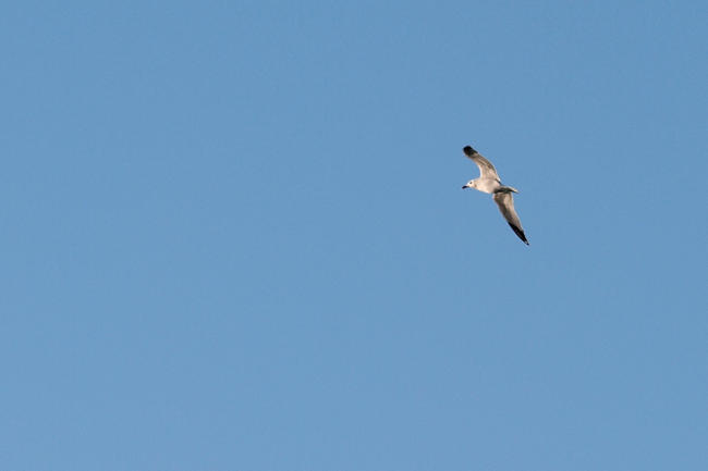 Fotografia essenziale di un gabbiano, minimal.