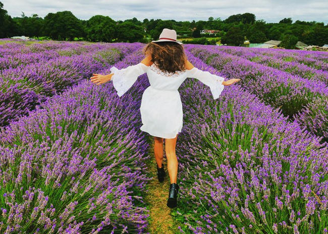 Il colore viola in fotografia, un campo di lavanda.