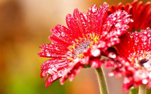 Come fotografare i fiori in macro.