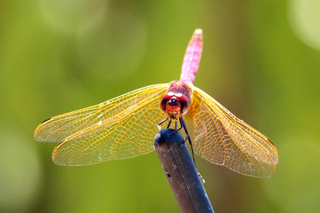 Foto macro di una libellula.