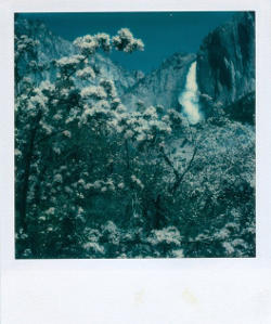 Foto polaroid di Ansel Adams.