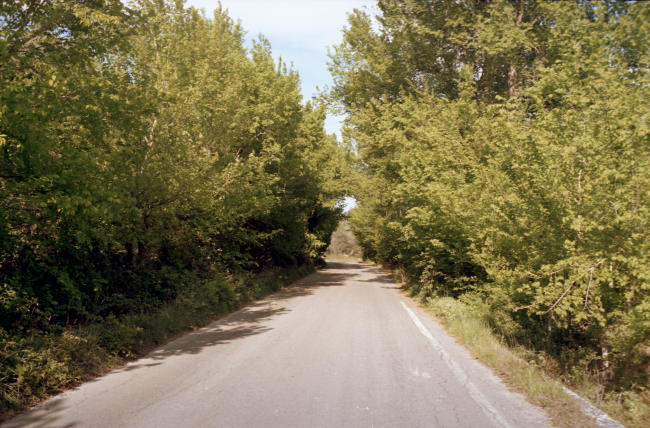 Foto analogica con rullino Ferrania e fotocamera Yashica, alberi per strada.